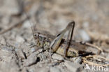 Grey Bush-cricket (Platycleis albopunctata)