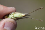 Grey Bush-cricket (Platycleis albopunctata)