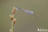 Pygmy Damselfly (Nehalennia speciosa) 