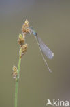 Pygmy Damselfly (Nehalennia speciosa) 