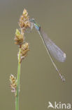 Pygmy Damselfly (Nehalennia speciosa) 