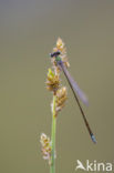 Pygmy Damselfly (Nehalennia speciosa) 