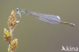 Pygmy Damselfly (Nehalennia speciosa) 