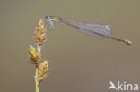 Pygmy Damselfly (Nehalennia speciosa) 