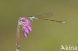 Dwergjuffer (Nehalennia speciosa) 