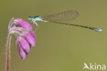 Pygmy Damselfly (Nehalennia speciosa) 