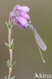 Pygmy Damselfly (Nehalennia speciosa) 