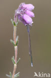 Dwergjuffer (Nehalennia speciosa) 