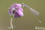 Pygmy Damselfly (Nehalennia speciosa) 