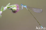 Pygmy Damselfly (Nehalennia speciosa) 