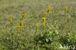 Echte guldenroede (Solidago virgaurea) 