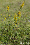 Echte guldenroede (Solidago virgaurea) 