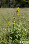 Echte guldenroede (Solidago virgaurea) 