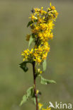 Echte guldenroede (Solidago virgaurea) 