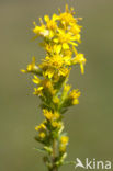 Echte guldenroede (Solidago virgaurea) 