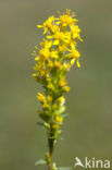 Echte guldenroede (Solidago virgaurea) 