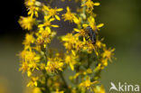 Echte guldenroede (Solidago virgaurea) 