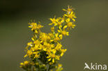 Echte guldenroede (Solidago virgaurea) 