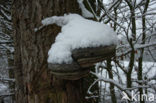 Echte tonderzwam (Fomes fomentarius)