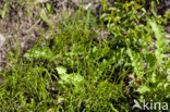 Eenbloemig parelgras (Melica uniflora)