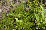 Wood Melick (Melica uniflora)