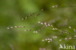 Eenbloemig parelgras (Melica uniflora)