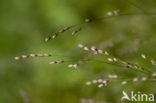 Wood Melick (Melica uniflora)