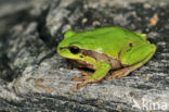 Europese boomkikker (Hyla arborea) 