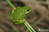 Europese boomkikker (Hyla arborea) 