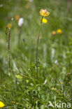 European Globeflower (Trollius europaeus)