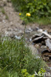 European Globeflower (Trollius europaeus)