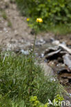 Europese Globebloem (Trollius europaeus)