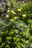 European Globeflower (Trollius europaeus)