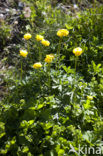 Europese Globebloem (Trollius europaeus)