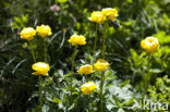 Europese Globebloem (Trollius europaeus)