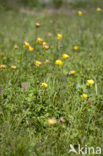 Europese Globebloem (Trollius europaeus)