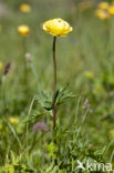 European Globeflower (Trollius europaeus)