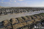 Europese platte oester (Ostrea edulis)