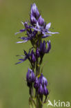 felwort (Swertia perennis)