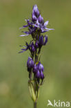 felwort (Swertia perennis)