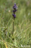 felwort (Swertia perennis)