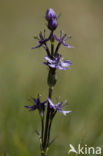 felwort (Swertia perennis)