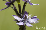 felwort (Swertia perennis)