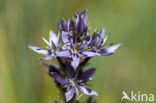 felwort (Swertia perennis)