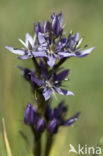 felwort (Swertia perennis)