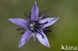 felwort (Swertia perennis)