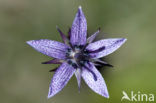 felwort (Swertia perennis)