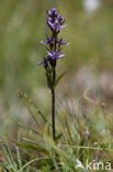 felwort (Swertia perennis)