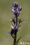 felwort (Swertia perennis)