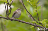 Willow Warbler (Phylloscopus trochilus)